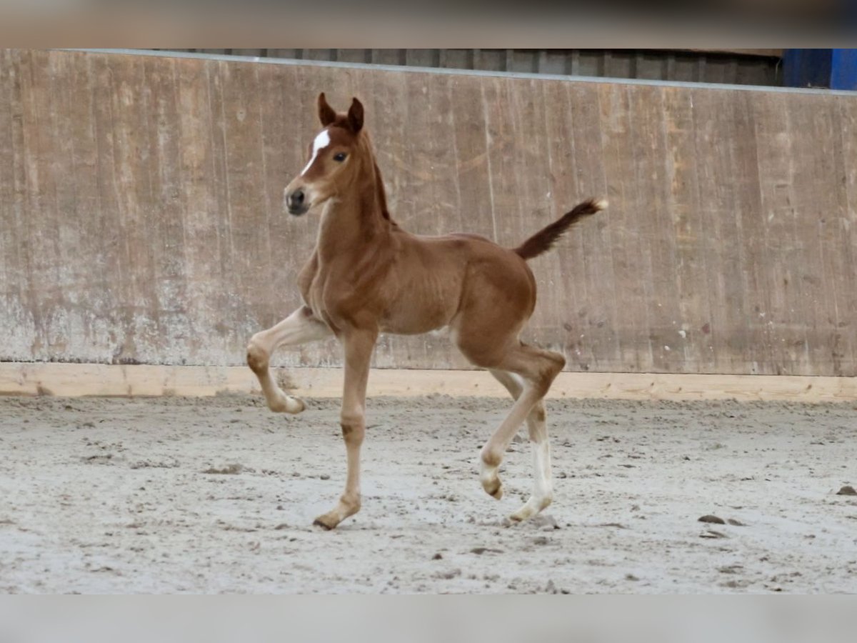 Hanoverian Stallion 1 year 16,1 hh Chestnut-Red in Bad Oldesloe