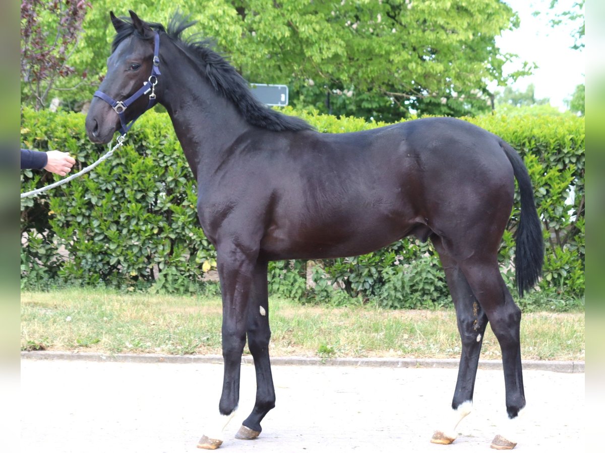 Hanoverian Stallion 1 year 16,2 hh Black in Selsingen
