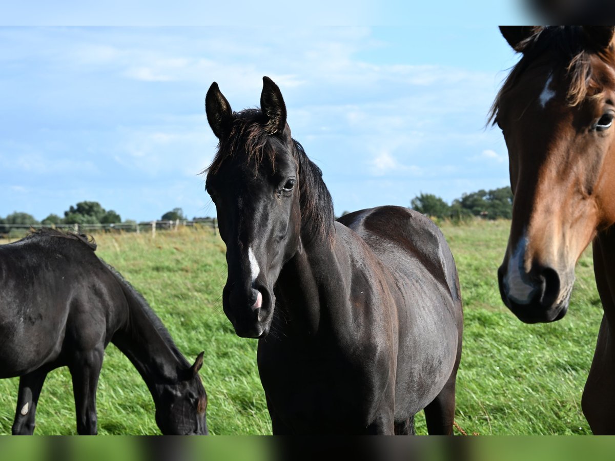 Hanoverian Stallion 1 year 16,2 hh Black in BlenderBlender