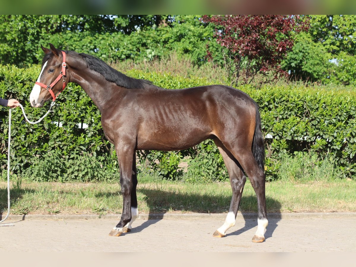 Hanoverian Stallion 1 year 16,2 hh Brown in Selsingen