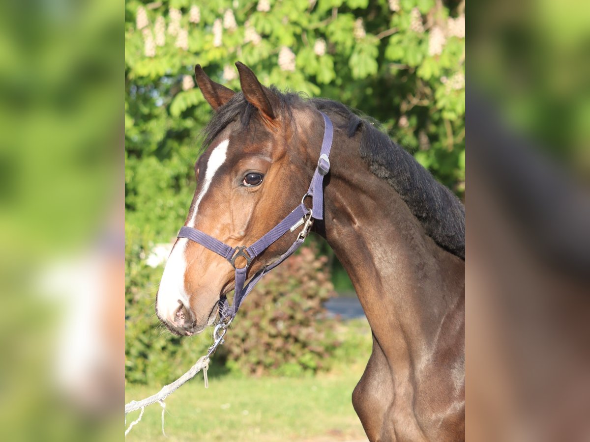 Hanoverian Stallion 1 year 16,2 hh Brown in Selsingen
