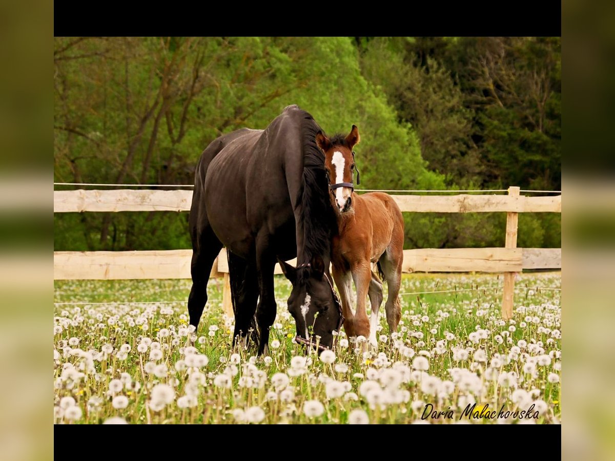 Hanoverian Stallion 1 year 16,2 hh Brown-Light in Hessisch Lichtenau