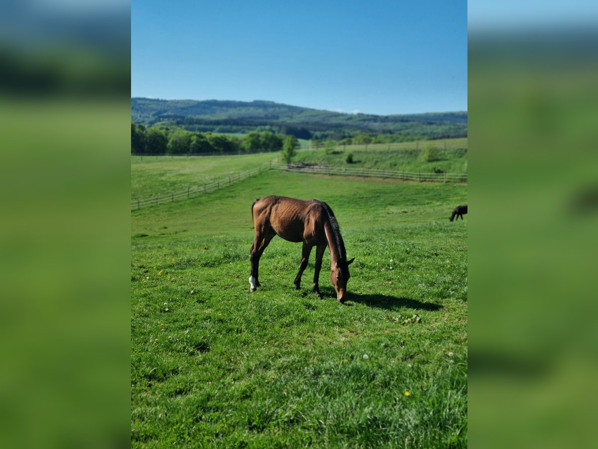 Hanoverian Stallion 1 year 16,2 hh Brown in Losheim am See