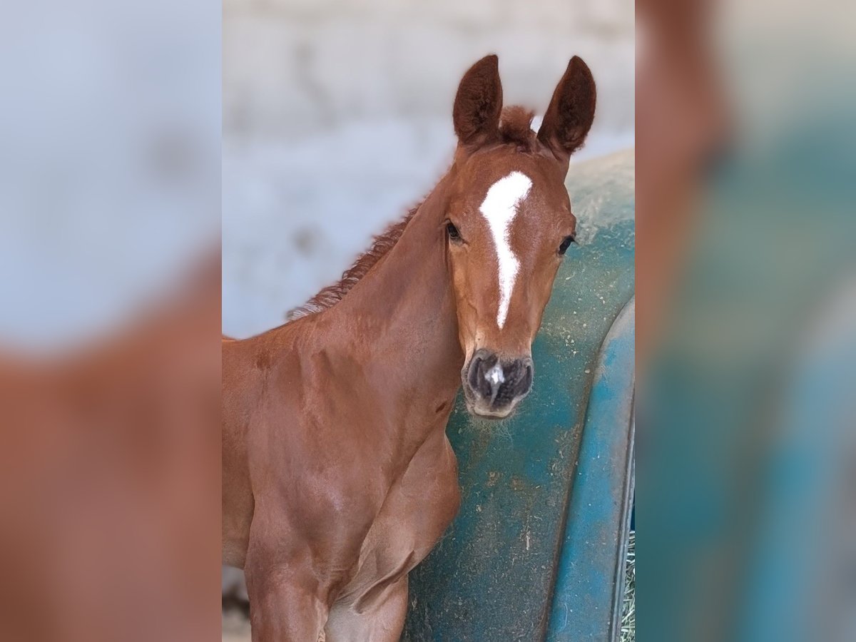 Hanoverian Stallion 1 year 16,3 hh Chestnut in Herren-Sulzbach