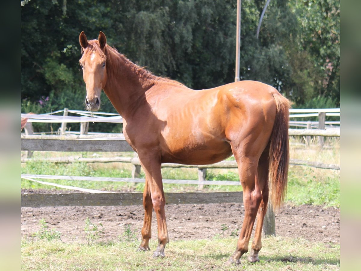 Hanoverian Stallion 1 year 17,2 hh Chestnut in Ratekau