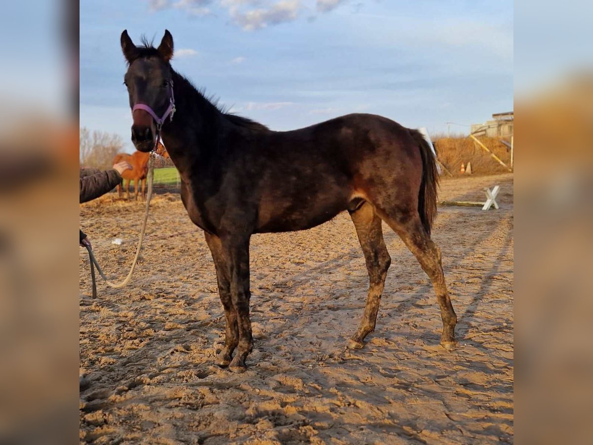 Hanoverian Stallion 1 year 17 hh Bay-Dark in Magdeburg