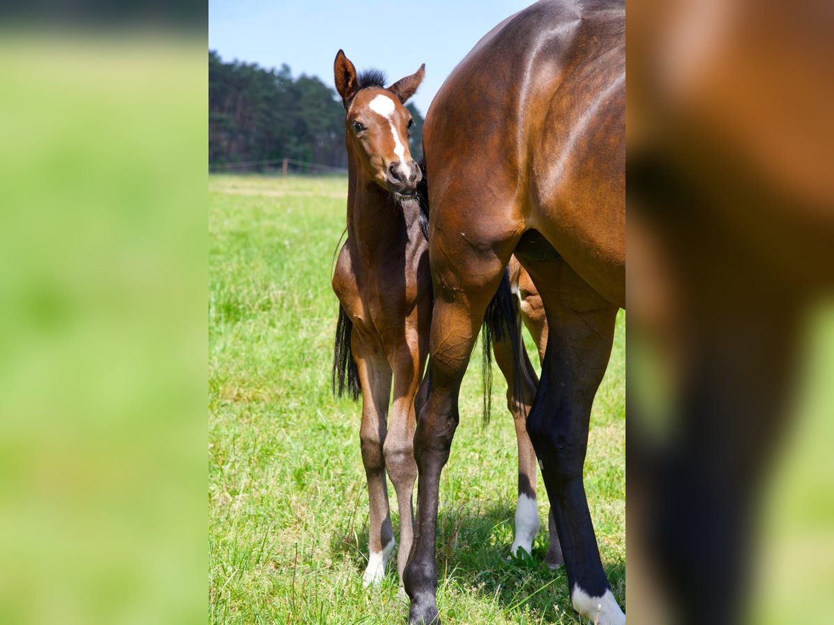 Hanoverian Stallion 1 year 17 hh Bay-Dark in Lutherstadt Wittenberg