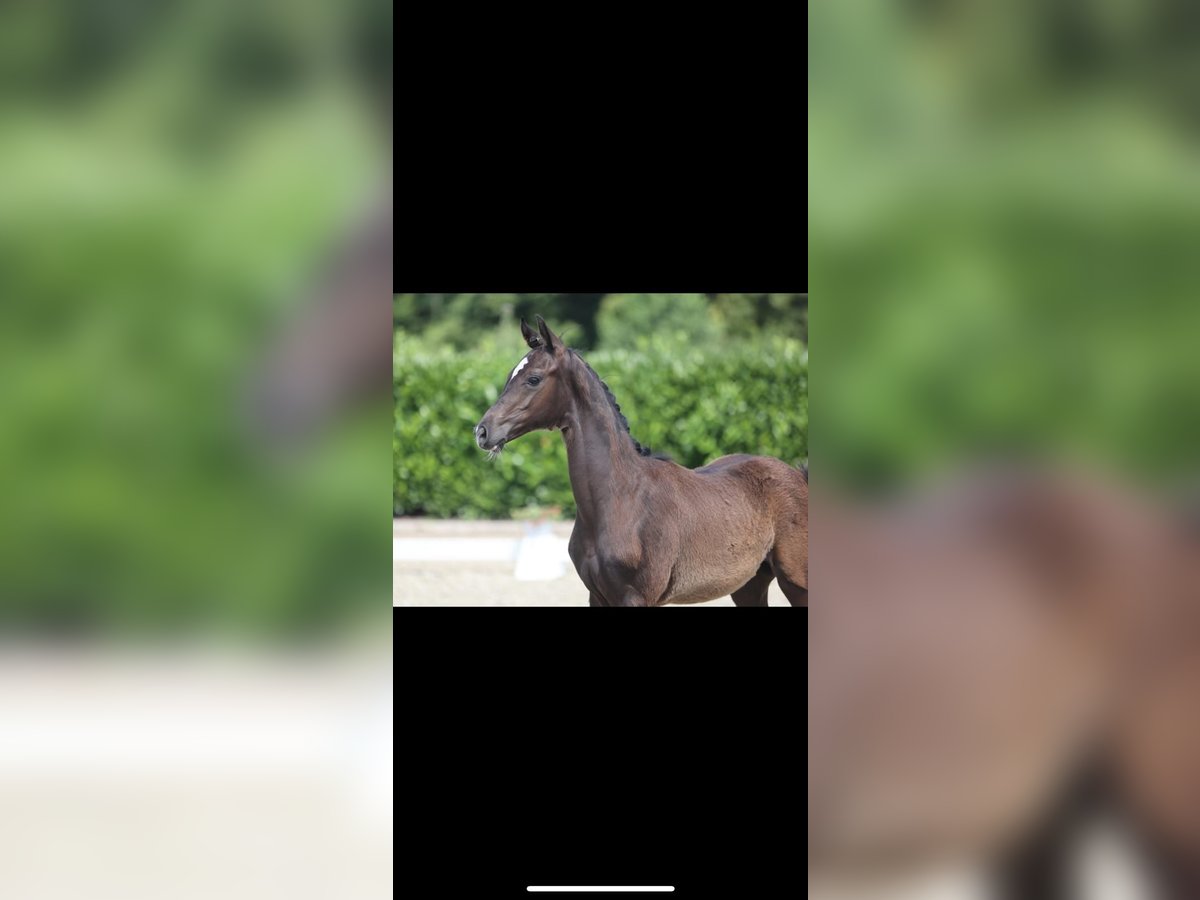 Hanoverian Stallion 1 year 17 hh Black in Gro&#xDF;heide Berumerfehn