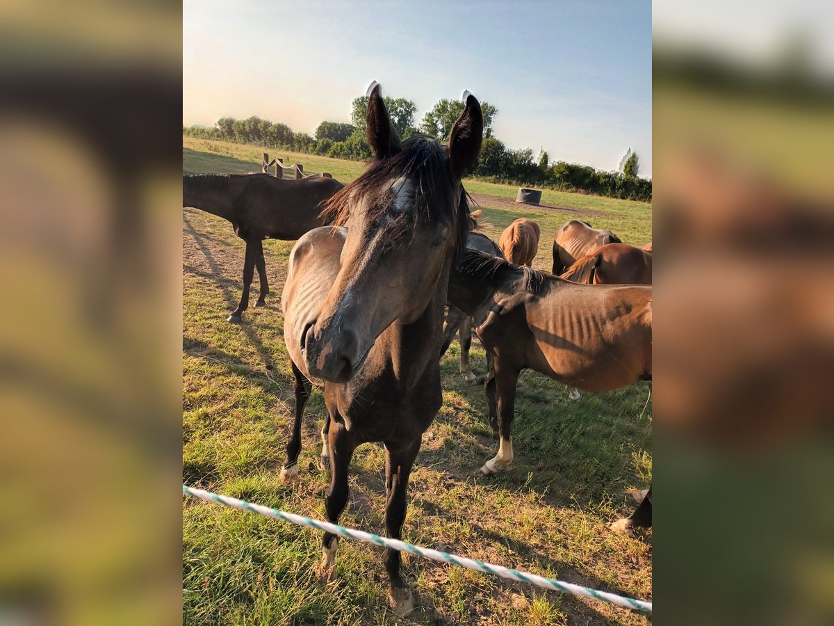Hanoverian Stallion 1 year 17 hh Can be white in Goch