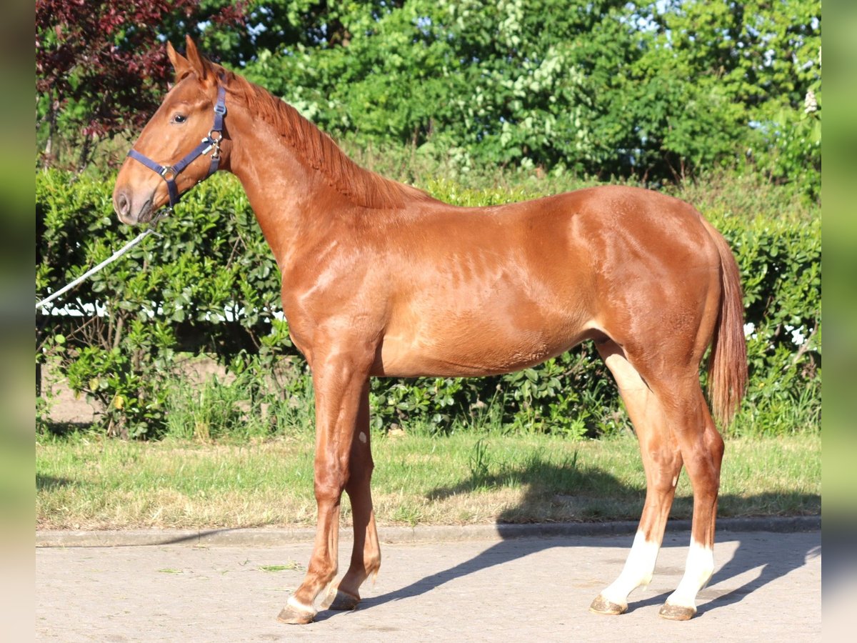 Hanoverian Stallion 1 year 17 hh Chestnut-Red in Selsingen