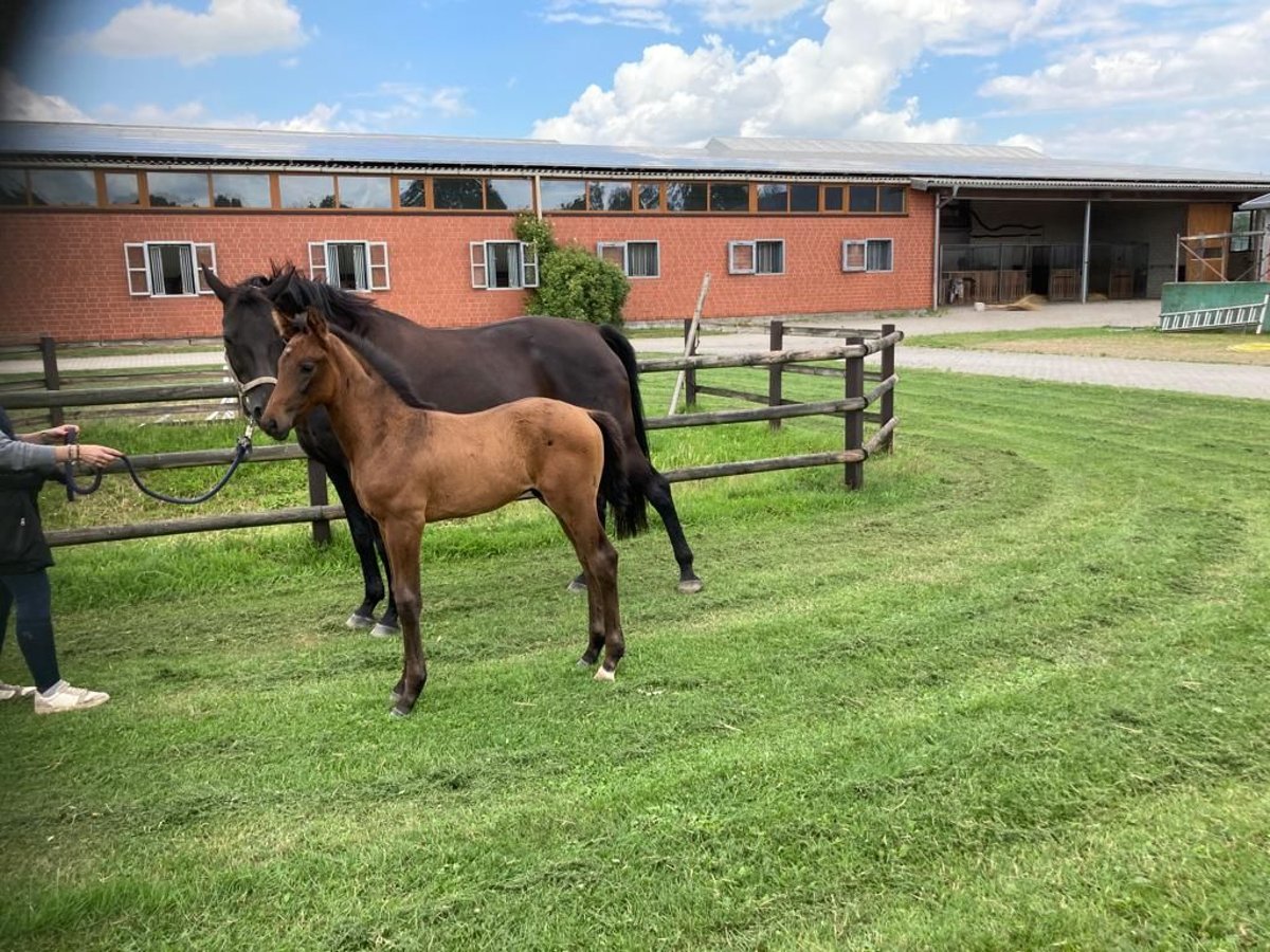 Hanoverian Stallion 1 year Bay-Dark in Ehrenburg