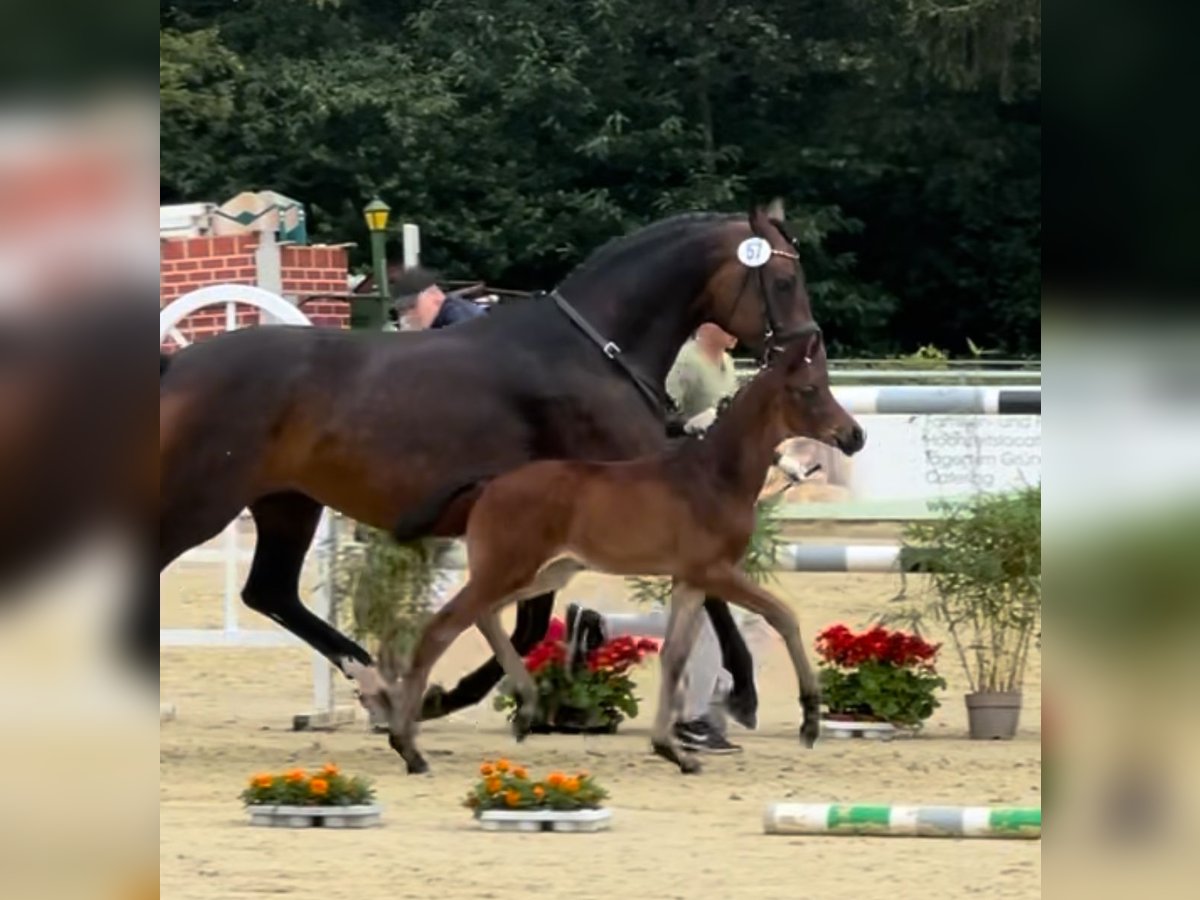 Hanoverian Stallion 1 year Bay-Dark in Rees