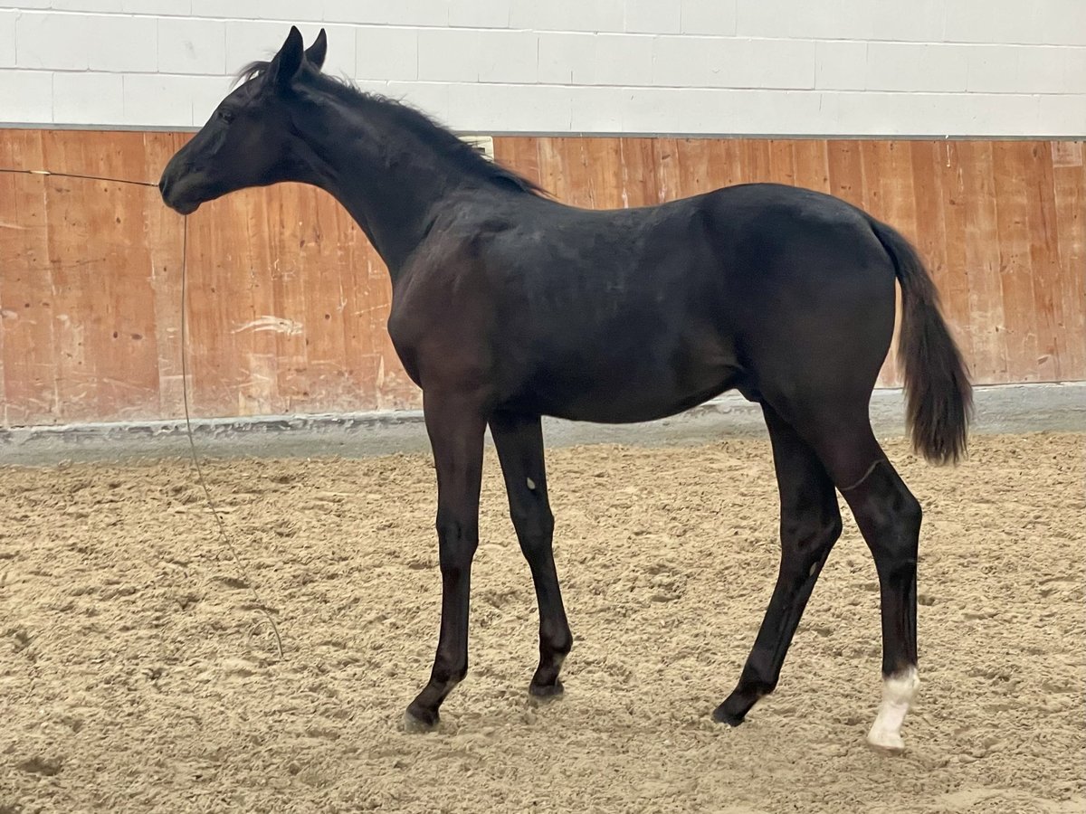 Hanoverian Stallion 1 year Black in Rees