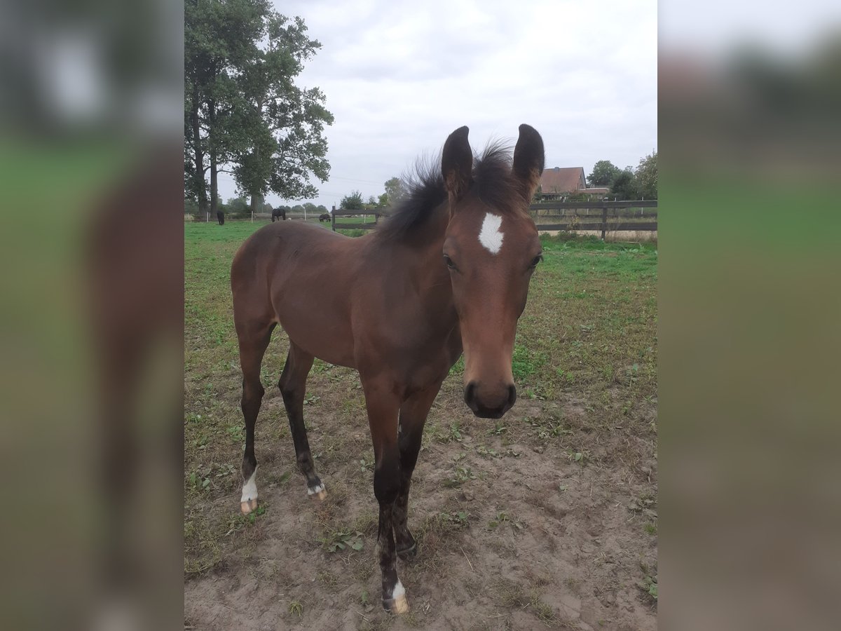 Hanoverian Stallion 1 year Brown in Edemissen