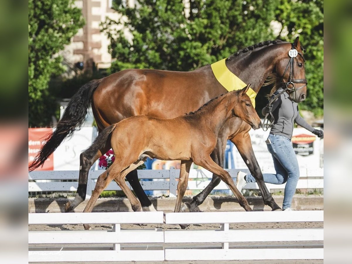 Hanoverian Stallion 1 year Brown in Holzerode