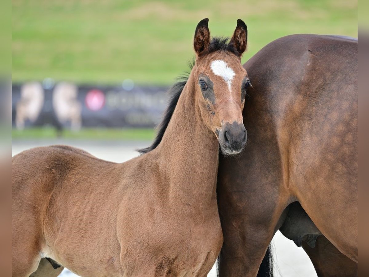 Hanoverian Stallion 1 year Brown in Calau