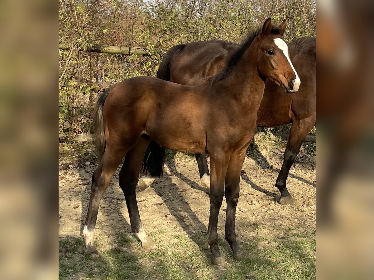 Hanoverian Stallion 1 year Brown in Hadres