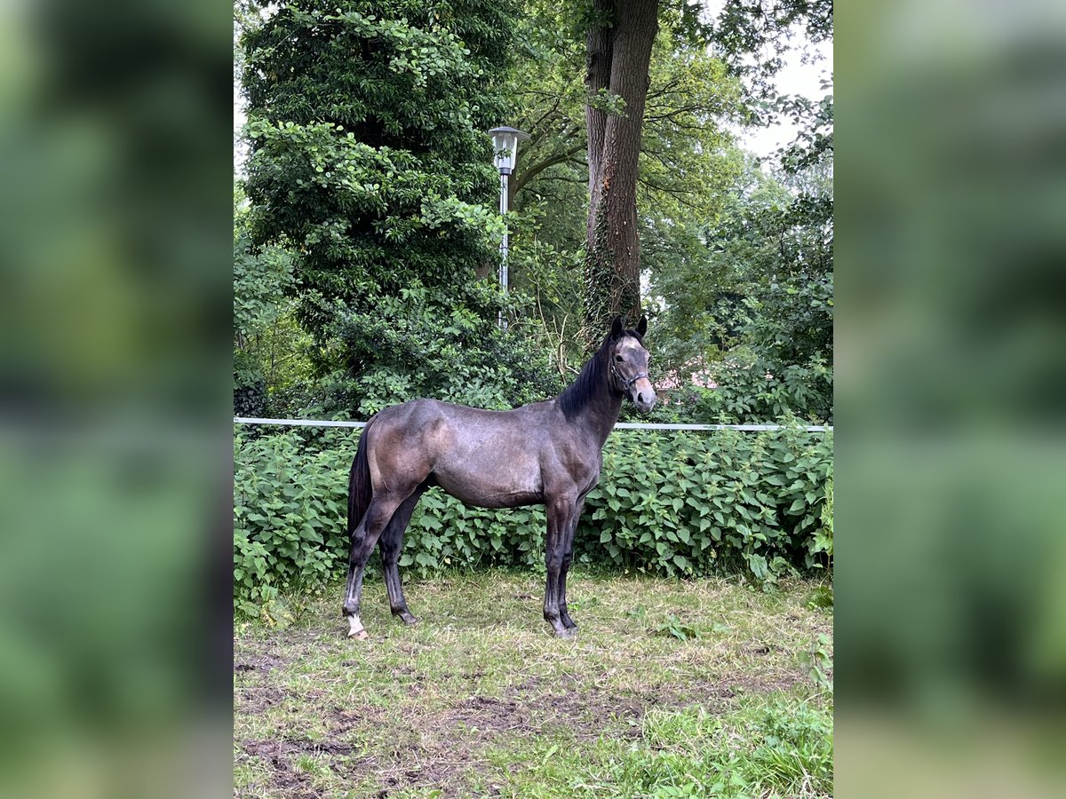 Hanoverian Stallion 1 year Brown Falb mold in Hoogstede