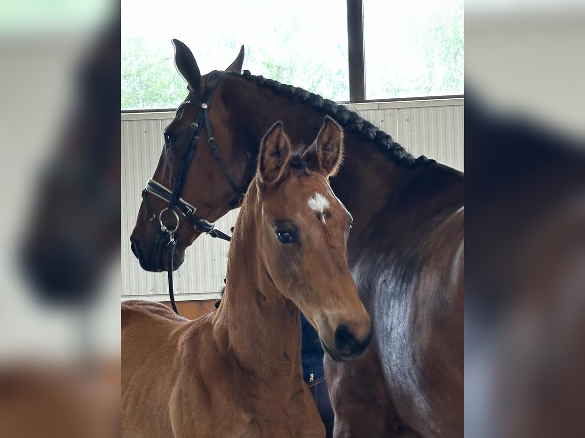 Hanoverian Stallion 1 year Brown in Weyhe