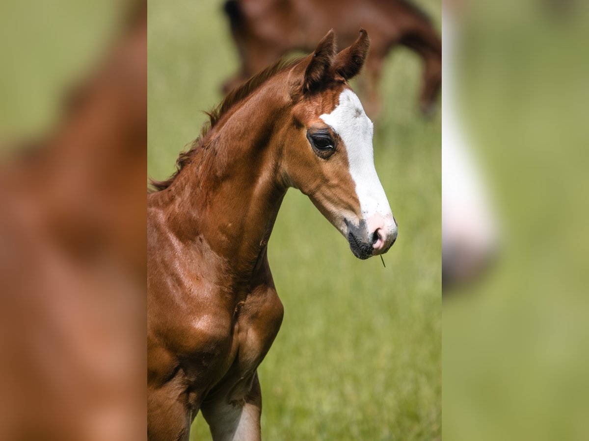 Hanoverian Stallion 1 year Chestnut in Duszniki