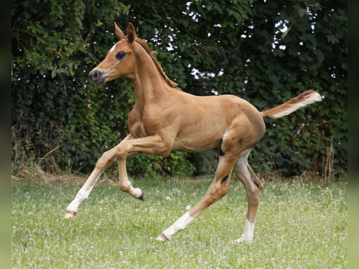 Hanoverian Stallion 1 year Chestnut in Strausberg