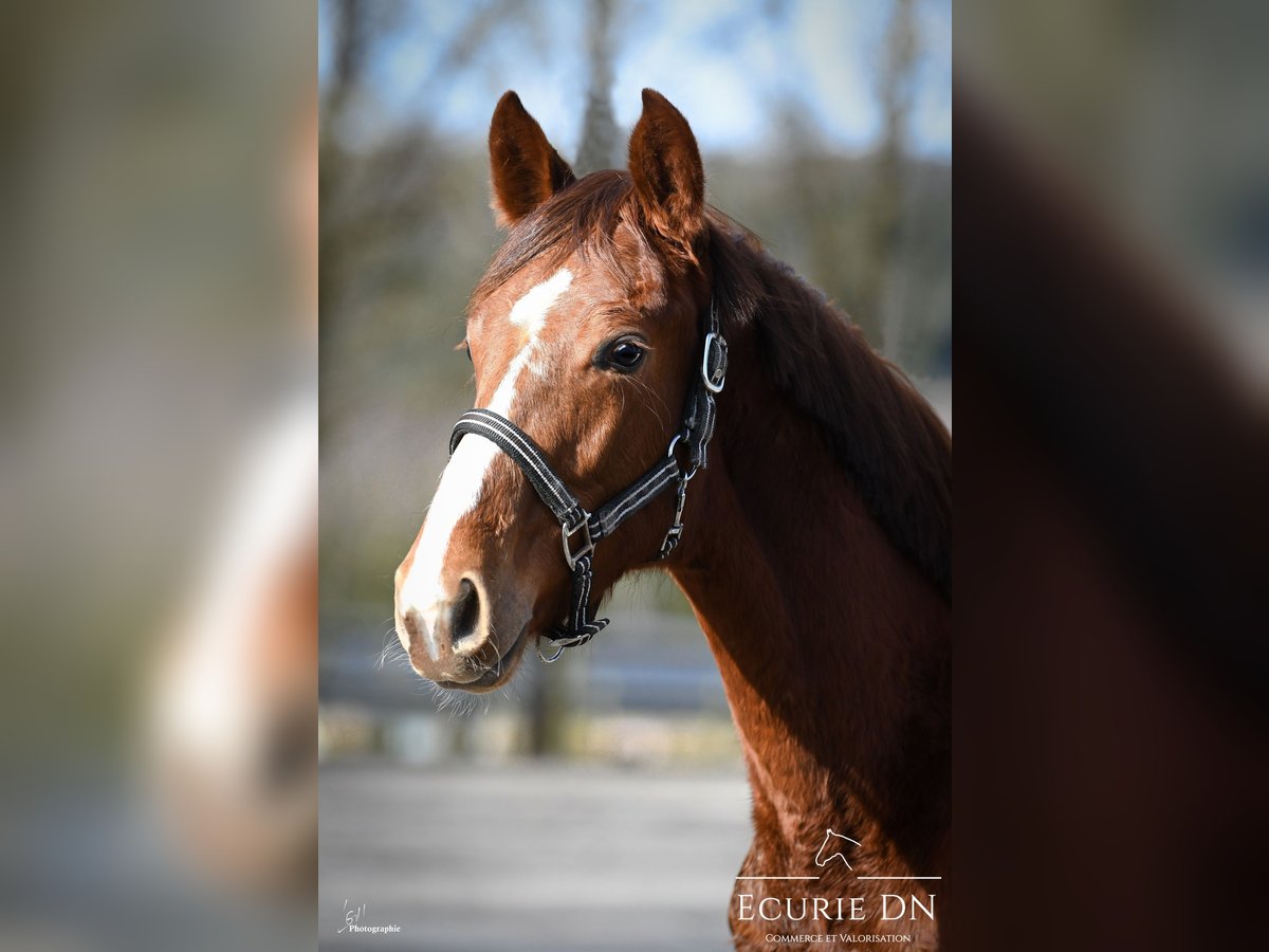 Hanoverian Stallion 1 year Chestnut in Lavacherie