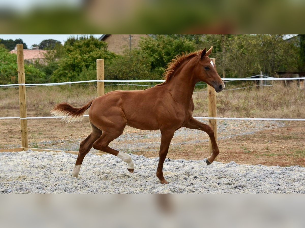 Hanoverian Stallion 1 year Chestnut-Red in Chateau Larcher