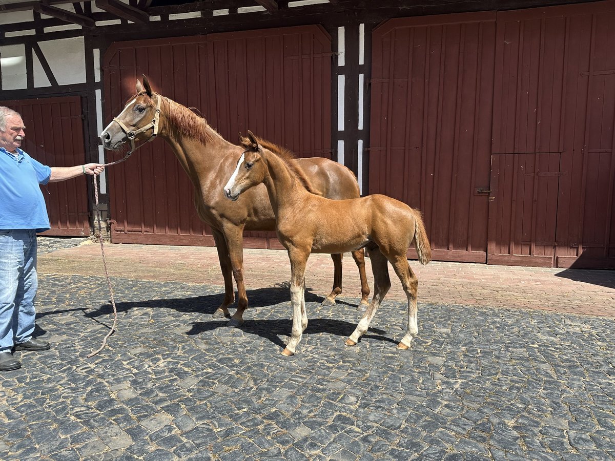 Hanoverian Stallion 1 year Chestnut-Red in Edertal