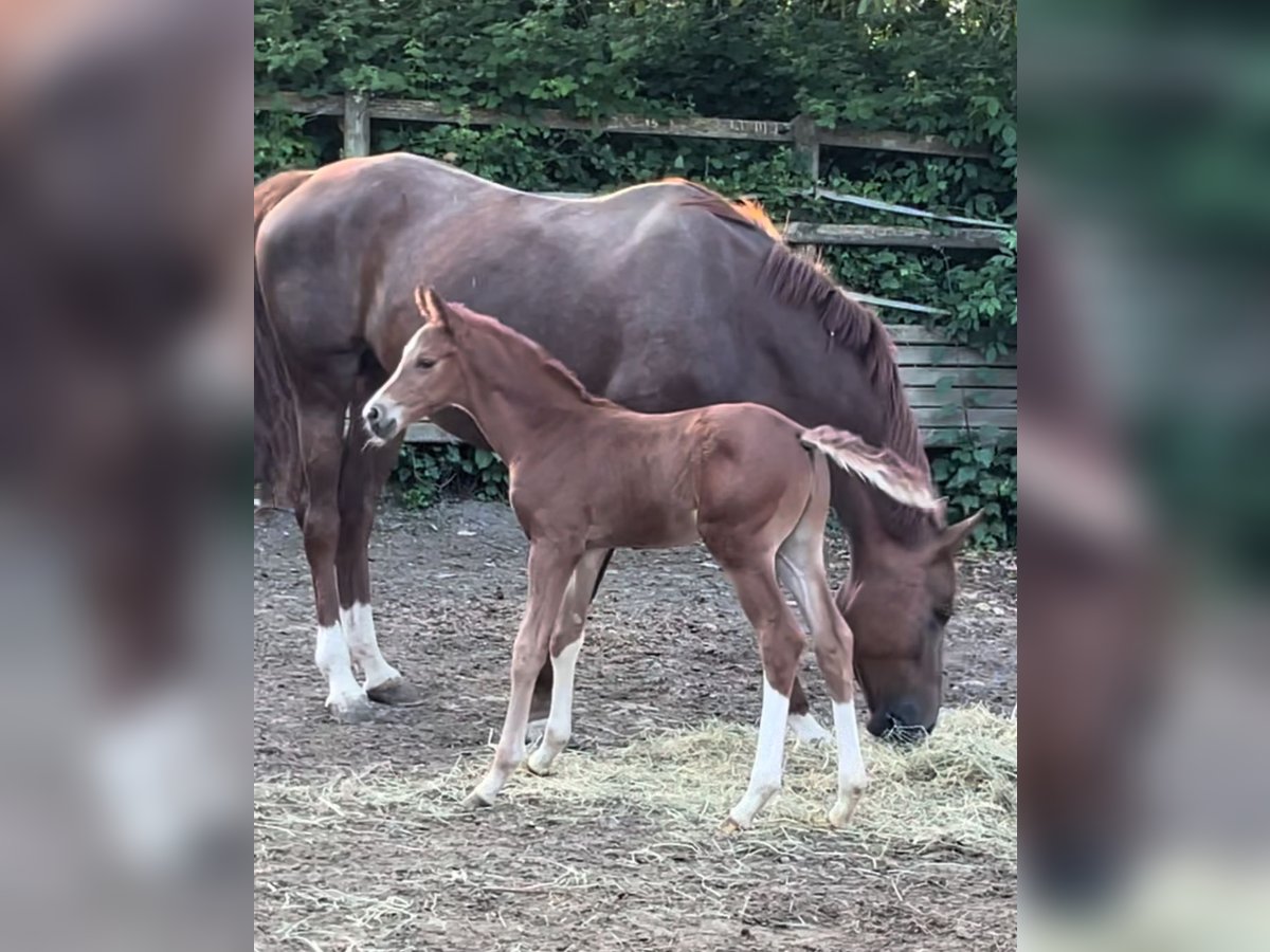 Hanoverian Stallion 1 year Chestnut-Red in Essen