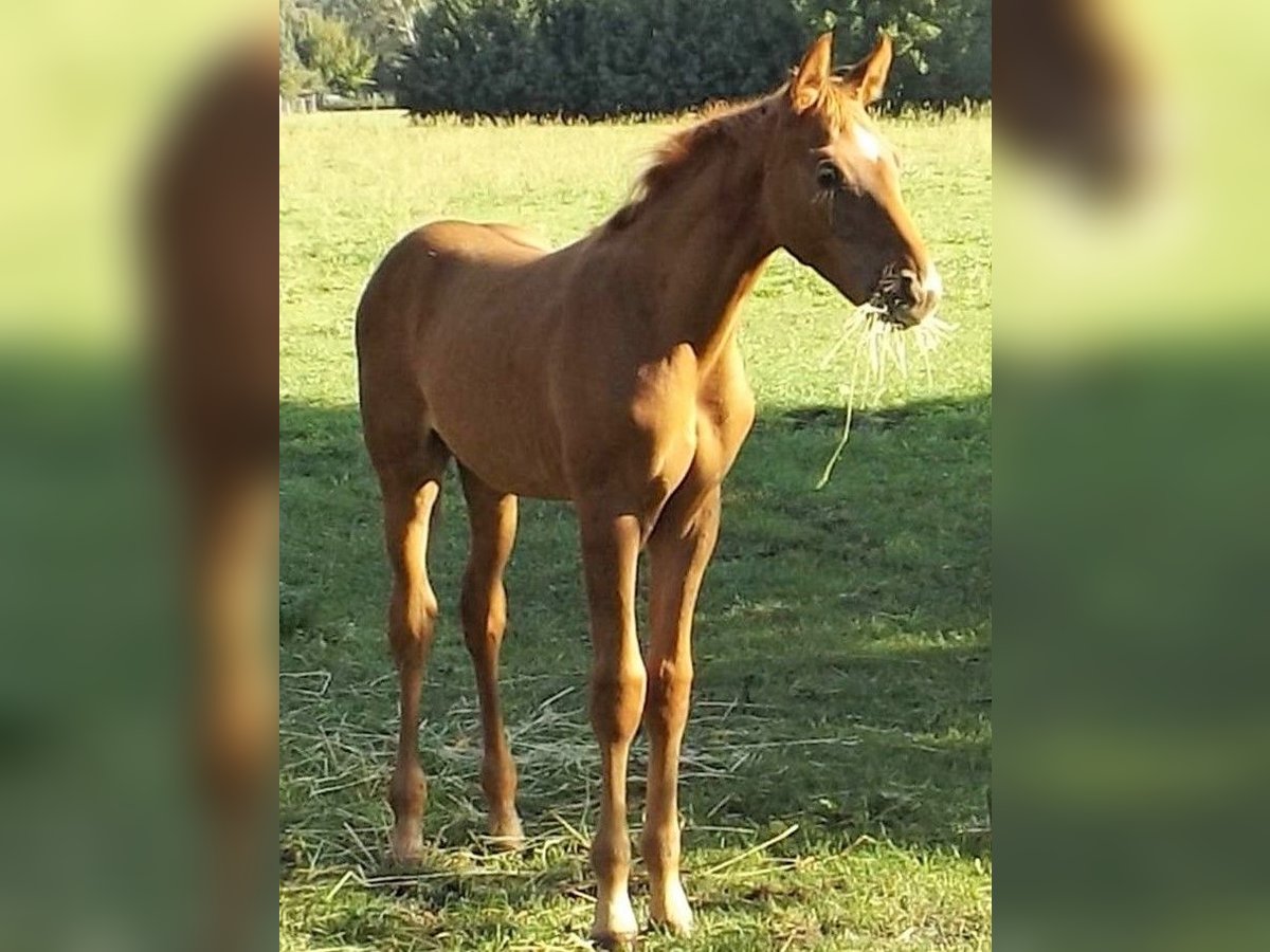 Hanoverian Stallion 1 year Chestnut-Red in Falkensee