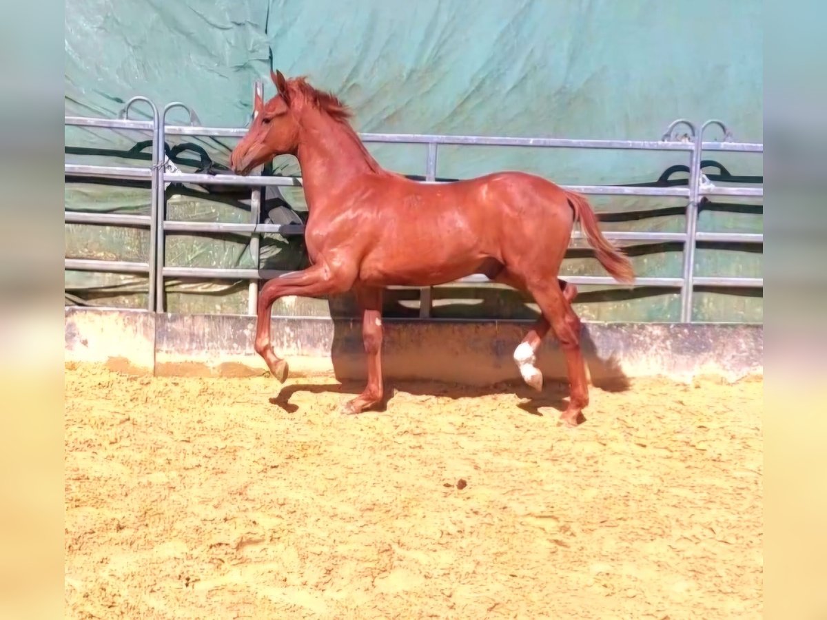 Hanoverian Stallion 1 year Chestnut-Red in Hemer