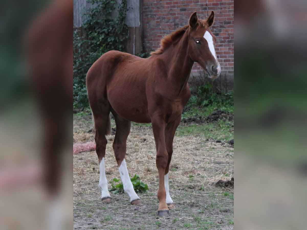 Hanoverian Stallion 1 year Chestnut-Red in Deinstedt