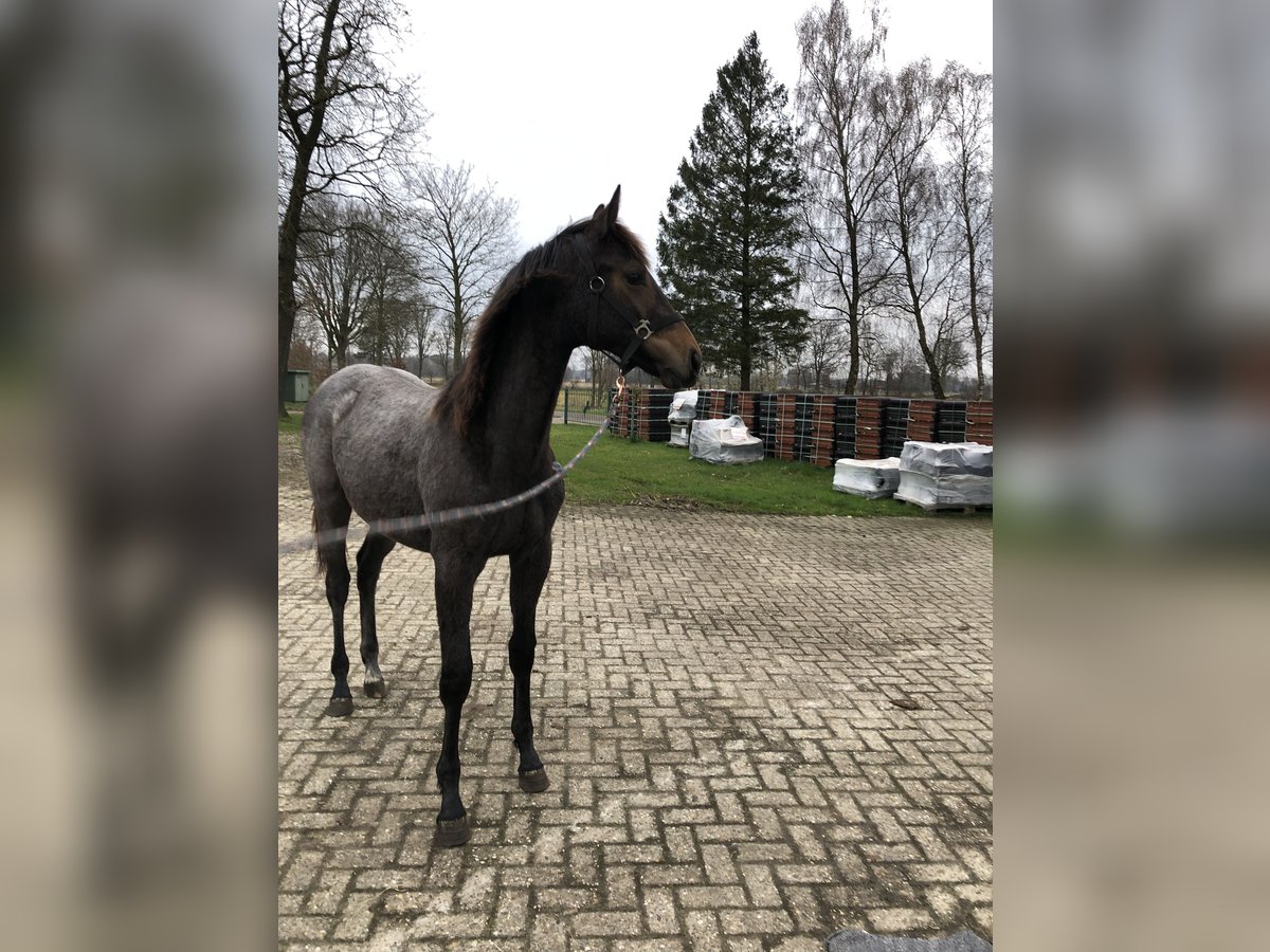Hanoverian Stallion 1 year Gray in Niederlangen