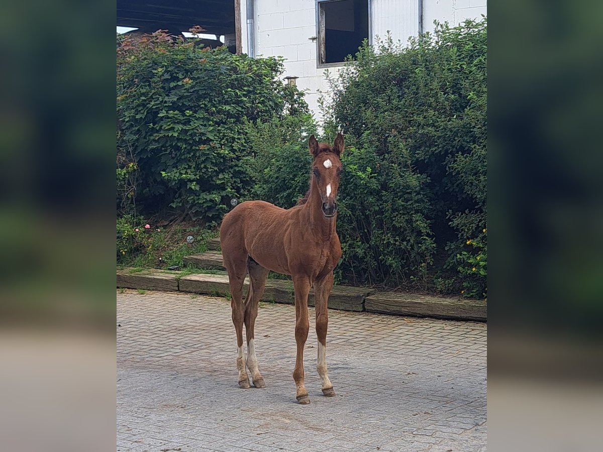 Hanoverian Stallion 1 year in Himbergen
