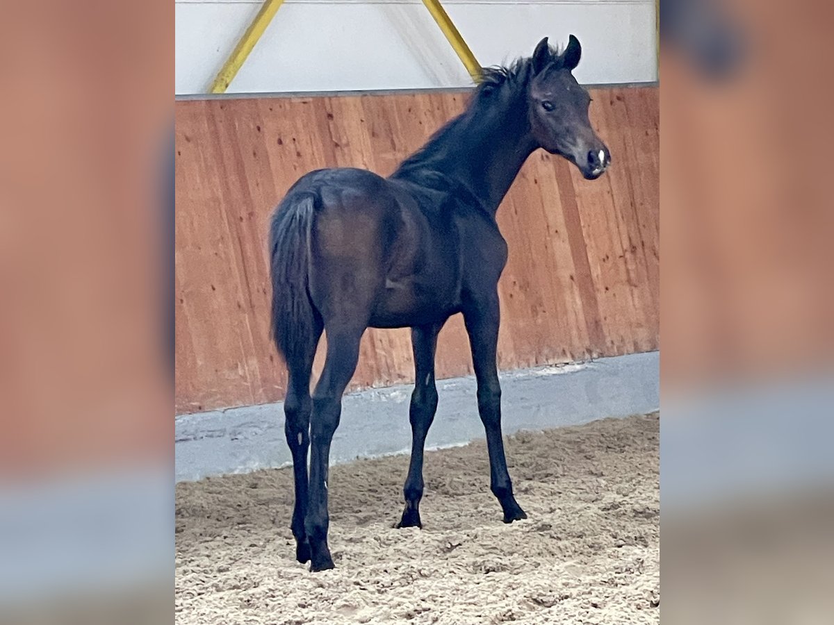 Hanoverian Stallion 1 year Smoky-Black in Rees