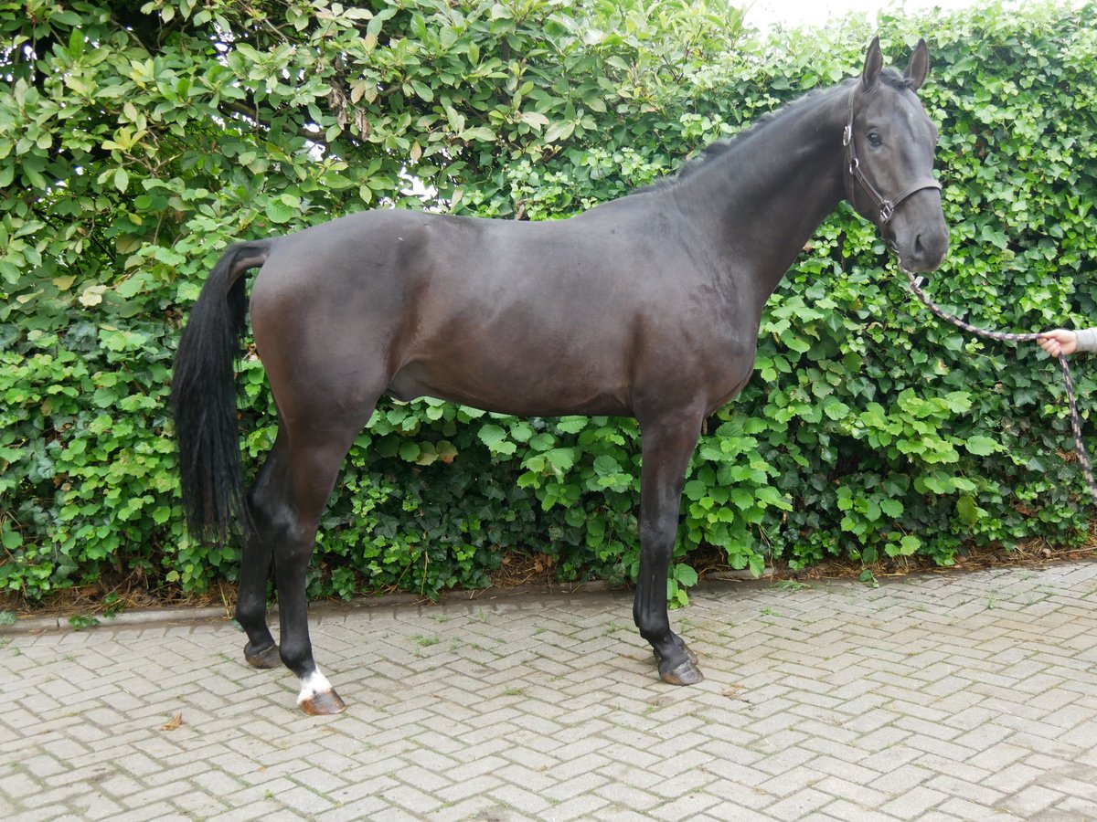 Hanoverian Stallion 2 years 15,1 hh Bay-Dark in Dorsten