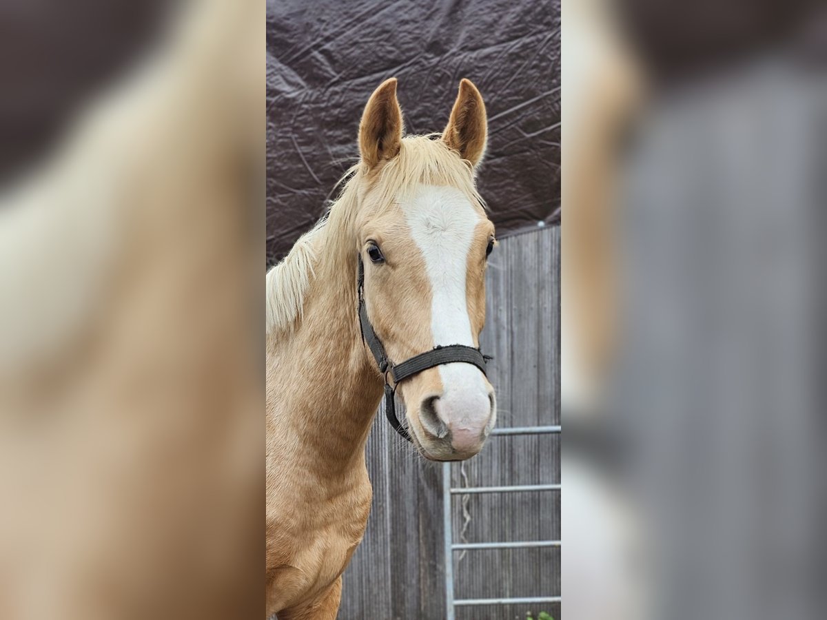 Hanoverian Stallion 2 years 15,2 hh Palomino in Moers