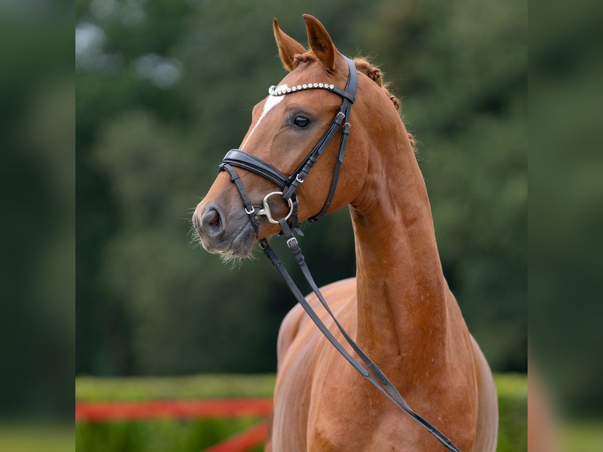 Hanoverian Stallion 2 years 15,3 hh Chestnut in Münster-Handorf