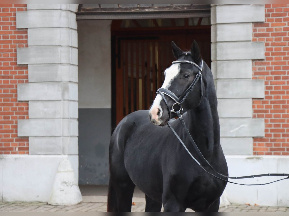 Hanoverian Stallion 2 years 15,3 hh Black in Celle
