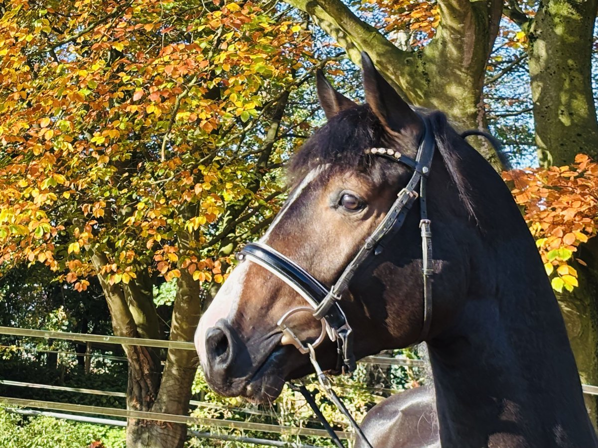 Hanoverian Stallion 2 years 16,1 hh Bay-Dark in HassendorfSottrum