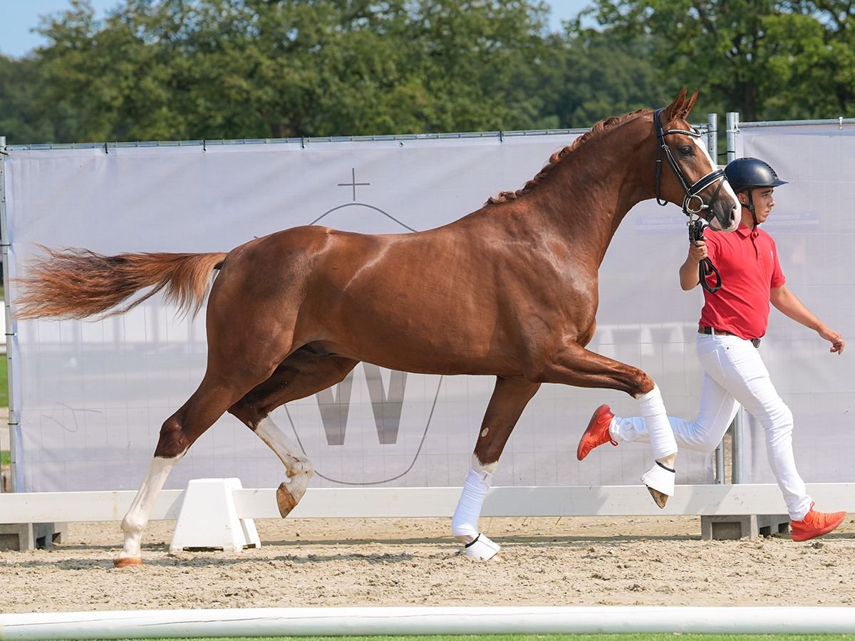 Hanoverian Stallion 2 years 16,1 hh Chestnut in Münster