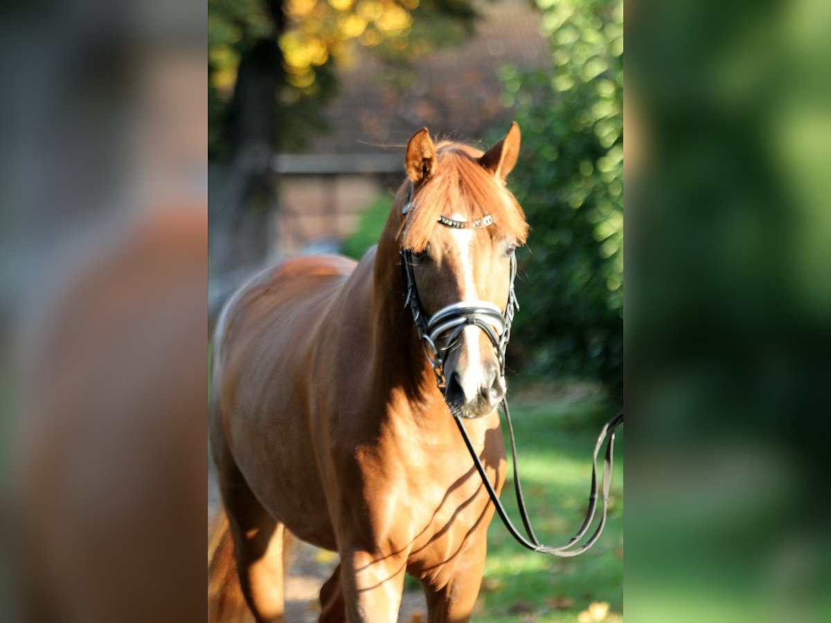 Hanoverian Stallion 2 years 16,1 hh Chestnut-Red in Kutenholz