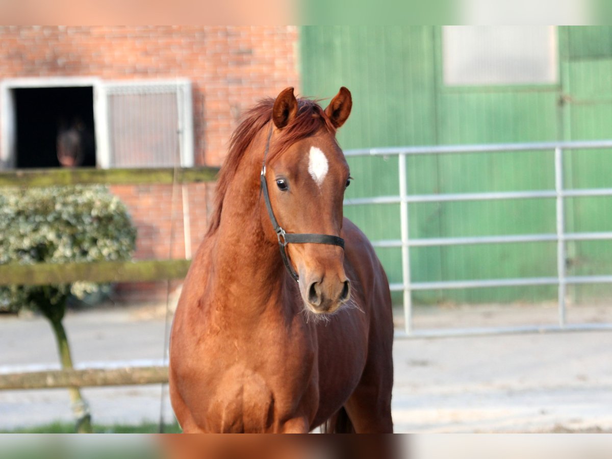 Hanoverian Stallion 2 years 16,1 hh Chestnut-Red in Kutenholz