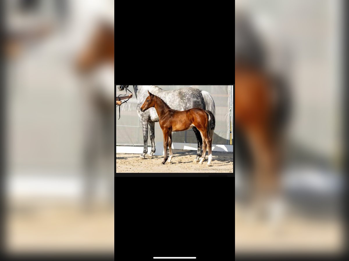 Hanoverian Stallion 2 years 16,2 hh Bay-Dark in Großefehn