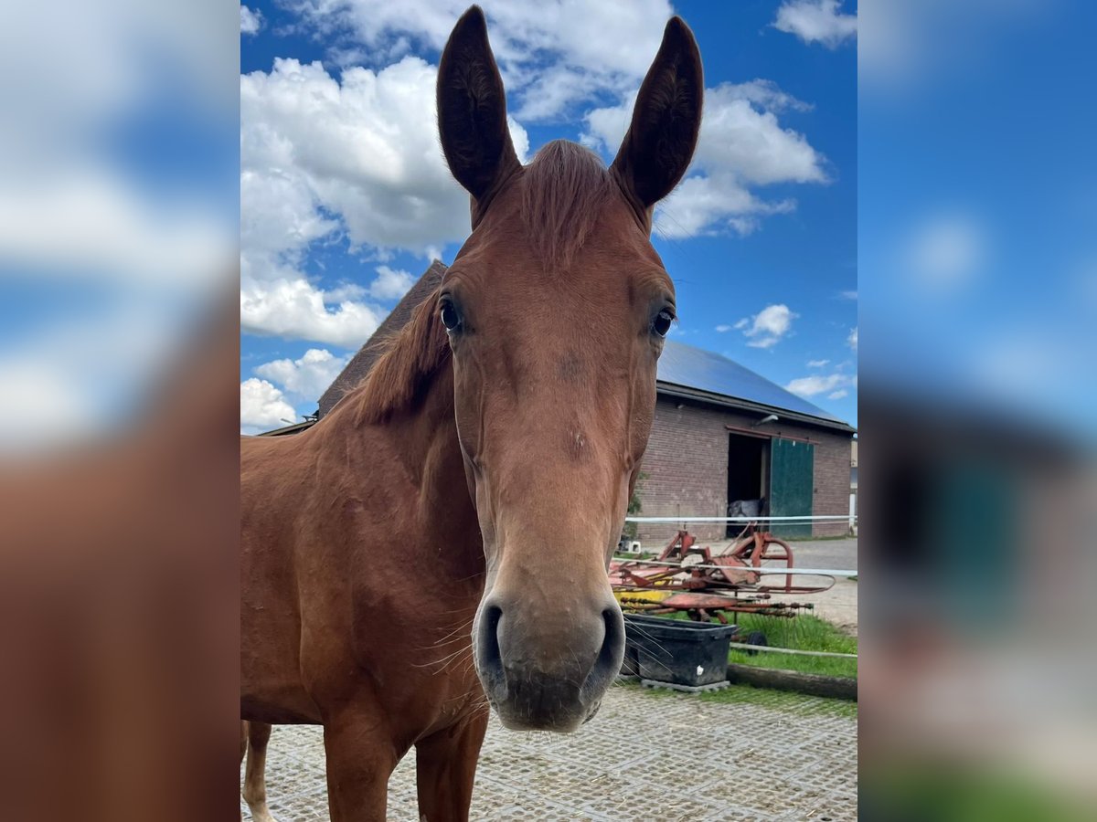 Hanoverian Stallion 2 years 16,2 hh Chestnut-Red in Mönchengladbach