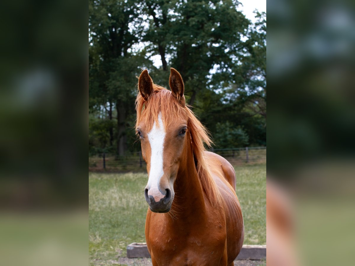 Hanoverian Stallion 2 years 16,2 hh Chestnut-Red in Nienburg (Weser)