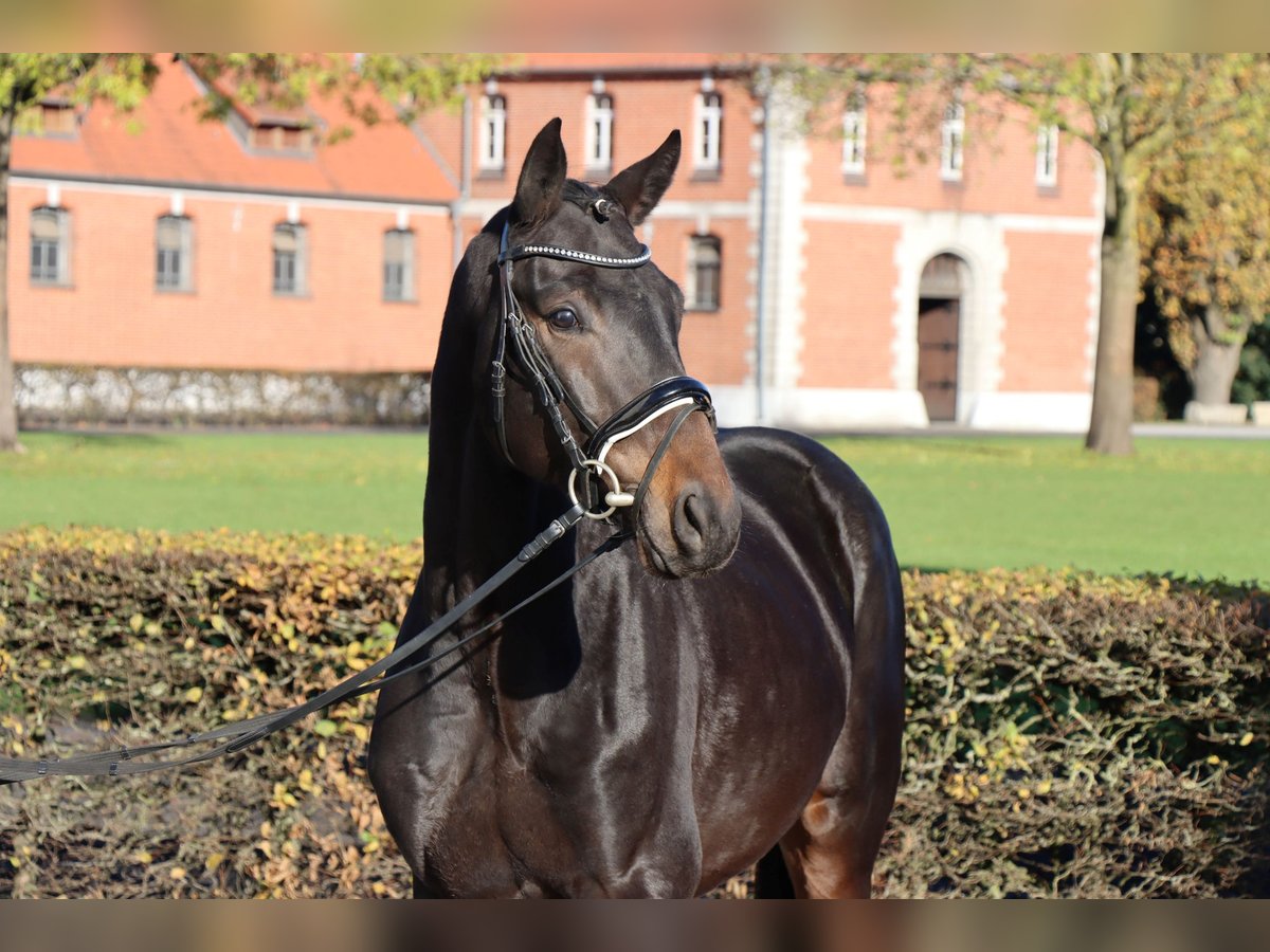 Hanoverian Stallion 2 years 16 hh Bay-Dark in Celle