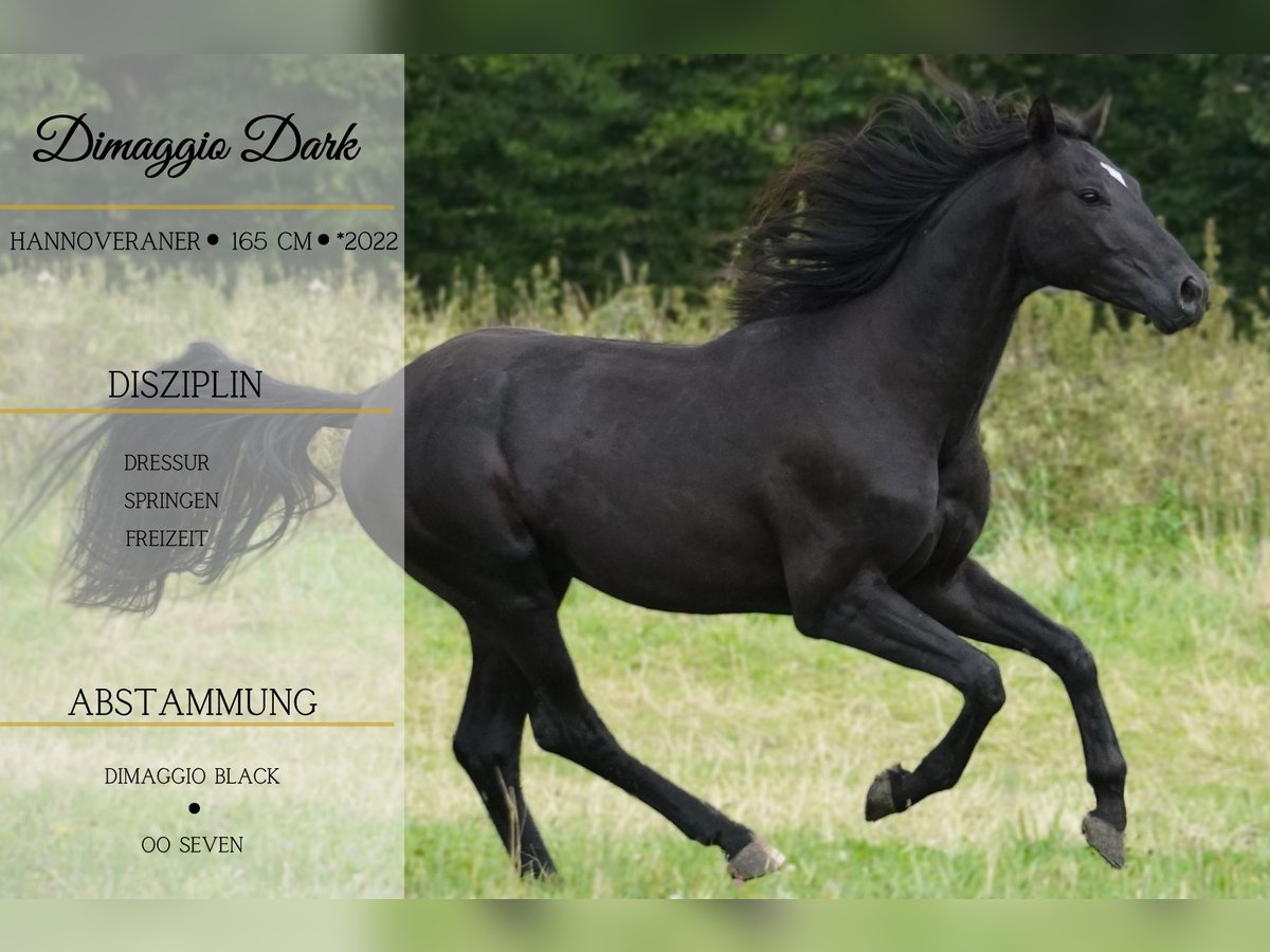 Hanoverian Stallion 2 years 16 hh Black in Nettersheim