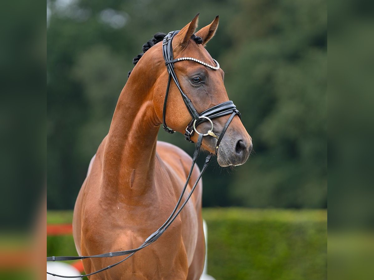 Hanoverian Stallion 2 years 16 hh Brown in Münster-Handorf