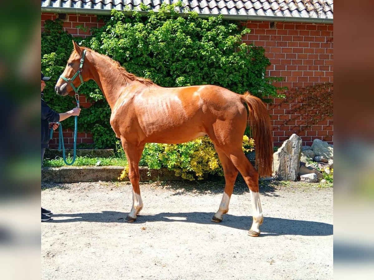 Hanoverian Stallion 2 years 16 hh Chestnut-Red in Balge